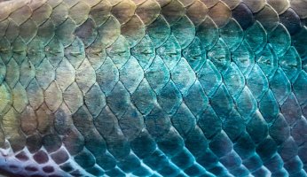 Detail rybích šupin, ryba hadohlavec (Channa) – NARONGKAN WANCHAUY / Shutterstock