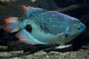 Labyrintka (Osphronemus goramy) – wrangel / Depositphotos