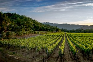 Vinice – Photo by Wendell Shinn on Unsplash