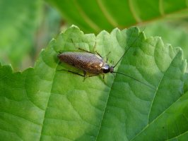 Rusec laponský (Ectobius lapponicus) – Natalia Zagaja / Shutterstock