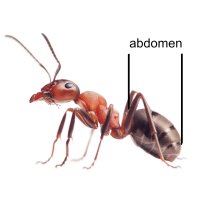 Abdomen, poslední část těla členovců – Andrey Pavlov / Shutterstock