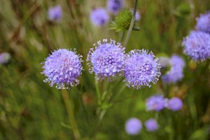 Pavinec horský (Jasione montana) – robotrecorder/Shutterstock