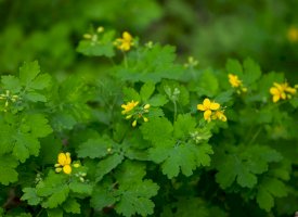 Vlaštovičník větší (Chelidonium majus) – FotoIgor/Shutterstock
