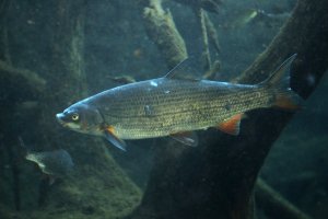 Ostroretka stěhovavá (Chondrostoma nasus) – Vladimir Wrangel / Shutterstock