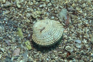 Zaděnka jedlá (Venus verrucosa) – aquapix / Shutterstock