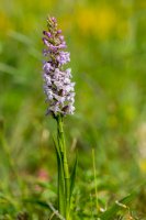 Pětiprstka žežulník (Gymnadenia conopsea) – Jordi Jornet/Shutterstock