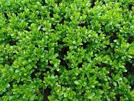 Zimostráz vždyzelený, (Buxus sempervirens) – atdigit / Shutterstock