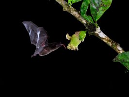 Netopýr vampýr dlouhojazyčný (Glossophaga soricina) opylující květ maraky chastivé (Crescentia cujete) – FotoRequest / Shutterstock
