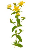 Třezalka tečkovaná – Tatiana Volgutova/Shutterstock