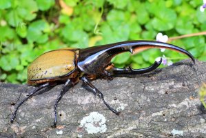 Herkules antilský (Dynastes hercules) – feathercollector / Shutterstock