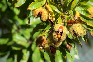 Kaštanovník setý (Castanea sativa) –  Hector Ruiz Villar/Shutterstock