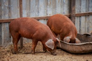 Prase duroc – galitsin / Shutterstock
