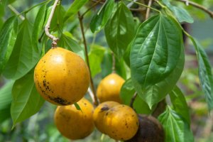 Kulčiba dávivá (Strychnos nuxvomica) – pisitpong2017 / Shutterstock