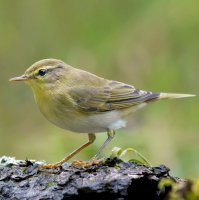 Budníček větší (Phylloscopus trochilus) – Nick Vorobey / Shutterstock