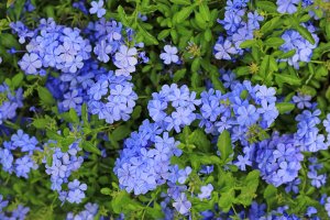 Olověnec ouškatý (Plumbago auriculata) z řádu olověncokvětých, čeledi olověncovitých – GOLFX / Shutterstock
