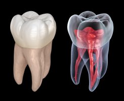 Lidská stolička (molar), 3D ilustrace – Alex Mit / Shutterstock
