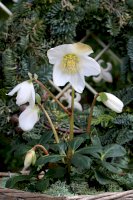 Čemeřice černá (Helleborus niger) – Natalia Greeske/Shutterstock