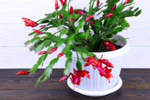 Schlumbergera (Truncata buckleyi), neboli vánoční kaktus, z rodu Epiphyllum – Dyfrain / Shutterstock