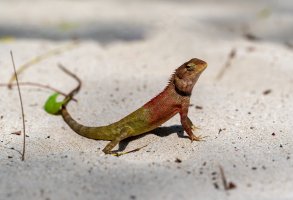 Ještěrka lepoještěr bornejský (Bronchocela cristatella) vyhřívající se na slunci – CeltStudio / Shutterstock