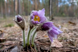 Koniklec velkokvětý – ILEGRI/Shutterstock