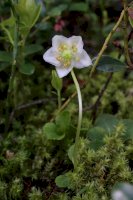 Jednokvítek velkokvětý (Moneses uniflora) – Vankich1/Shutterstock