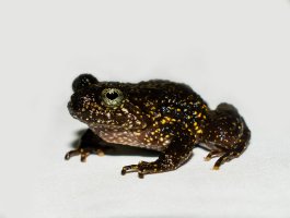 Zavalitka skvrnitá (Cycloramphus bandeirensis) z čeledi nosatkovitých – Rosado_L / Shutterstock