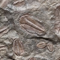 Zkameněliny trilobitů – PublicDomainPictures/Pixabay.com