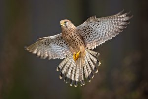 Poštolka obecná (Falco tinnunculus) z čeledi sokolovitých – Milan Zygmunt / Shutterstock