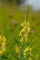 Lnice obecná (Linaria vulgaris) – Karin Jaehne/Shutterstock