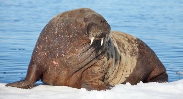 Mrož lední (Odobenus rosmarus) – Vladimir Melnik / Shutterstock