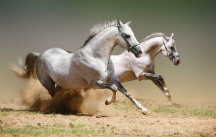Běžící koně – Md. Hasanujjaman / Shutterstock