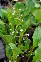 Žabník jitrocelový (Alisma plantago-aquatica) – Victoria Tucholka/Shutterstock