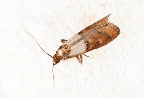 Zavíječ moučný (Ephestia kuehniella), moučný mol – Jurik Peter / Shutterstock