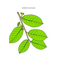 Větvička ančaru jedovatého (Antiaris toxicaria), ilustrace – Foxyliam / Shutterstock