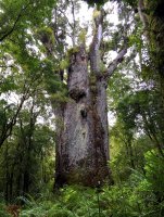 Te Matua Ngahere (Otec pralesa), nejstarší damaroň (Agathis australis) na světě, pralesní rezervace Waipoua, Nový Zéland – Agami Photo Agency / Shutterstock