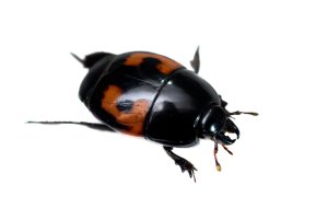 Brouk Hister quadrimaculatus z čeledi mršníkovitých – D. Kucharski K. Kucharska / Shutterstock