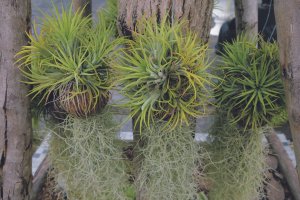 Tillandsia stricta pěstovaná jako pokojová rostlina v závěsných květináčích – TA BLUE Capture / Shutterstock