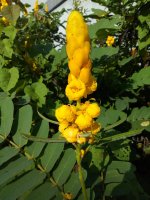 Kasie úzkolistá (Cassia angustifolia), detail větvičky s listy a květy, Indonésie – galihprakoso / Shutterstock