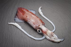 Oliheň obecná (Loligo vulgaris) z třídy hlavonožců – JIL Photo / Shutterstock