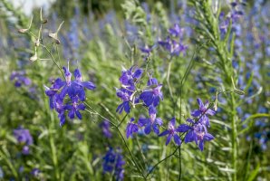 Ostrožka stračka (Consolida regalis) – Nick Pecker/Shutterstock