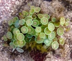 Acetabularia mediterranea – Ashish_wassup6730 / Shutterstock