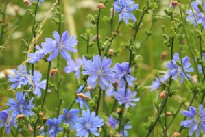 Čekanka obecná (Cichorium intybus) – Hana Stepanikova/Shutterstock