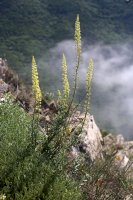 Reseda lutea (Rýt žlutý) – Vankich1/Shutterstock