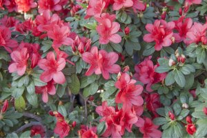 Rhododendron indicum – Anna Volotkovska / Shutterstock