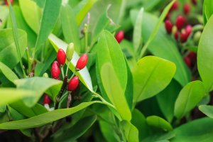 Rudodřev koka (Erythroxylum coca / novogranatense) – Greentellect Studio / Shutterstock