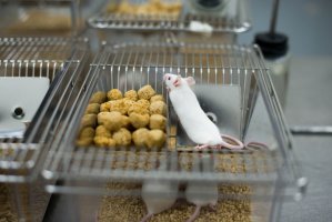 Laboratorní myš, myš domácí (Mus musculus) – PPK_studio / Shutterstock