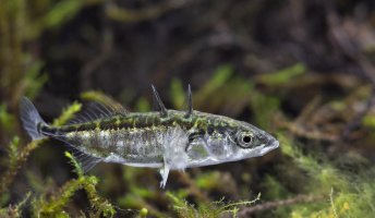 Koljuška tříostná (Gasterosteus aculeatus) z řádu volnoostných – Justas in the wilderness / Shutterstock