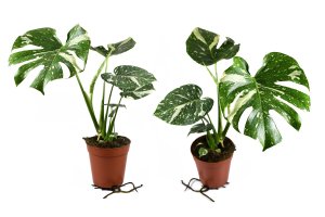 Filodendron neboli monstera (Philodendron pertusum / Monstera deliciosa variegata) – Shadow Inspiration / Shutterstock