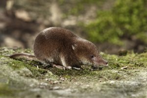 Rejsek obecný (Sorex araneus) – Erni / Shutterstock