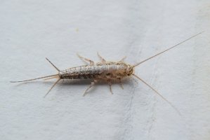 Rybenka domácí (Lepisma saccharina) – eleonimages / Shutterstock